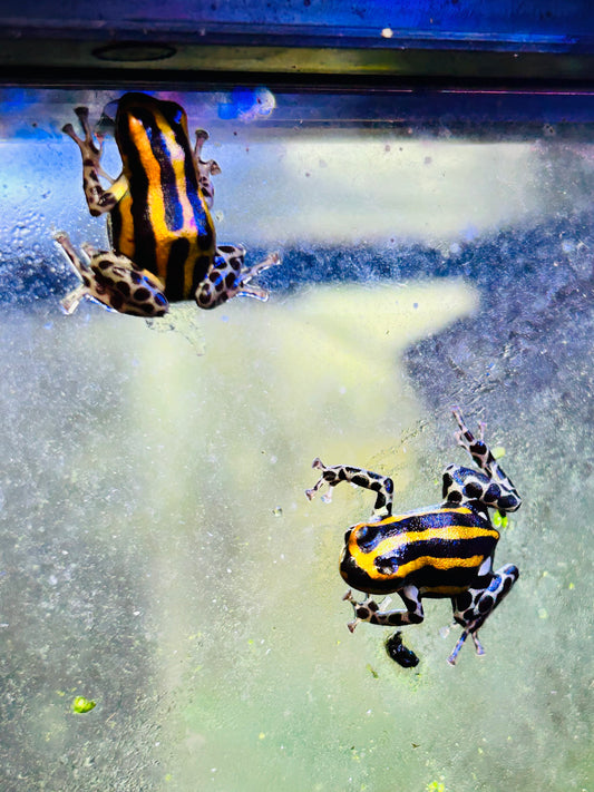 Ranitomeya sirensis “Orange”