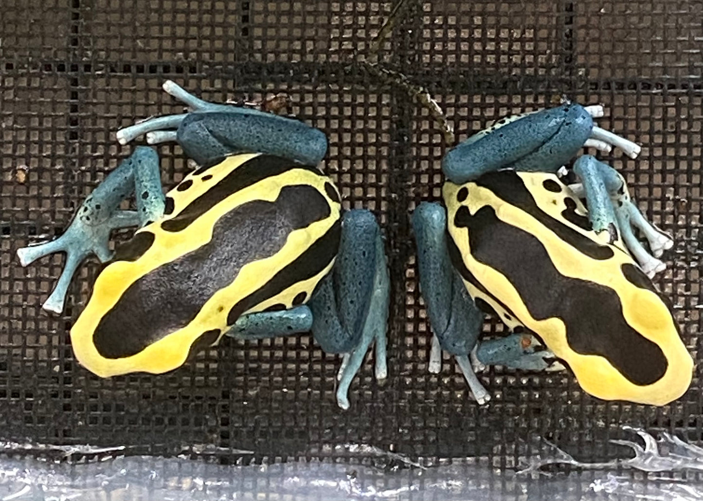 Dendrobates tinctorius “Patricia”