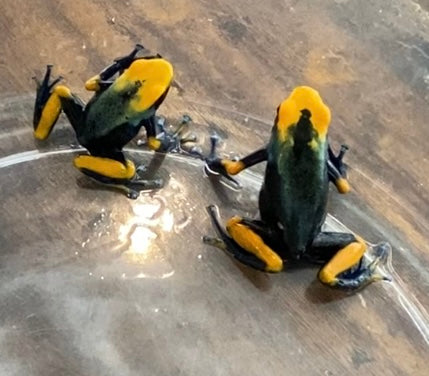 Dendrobates tinctorius “Peacock”