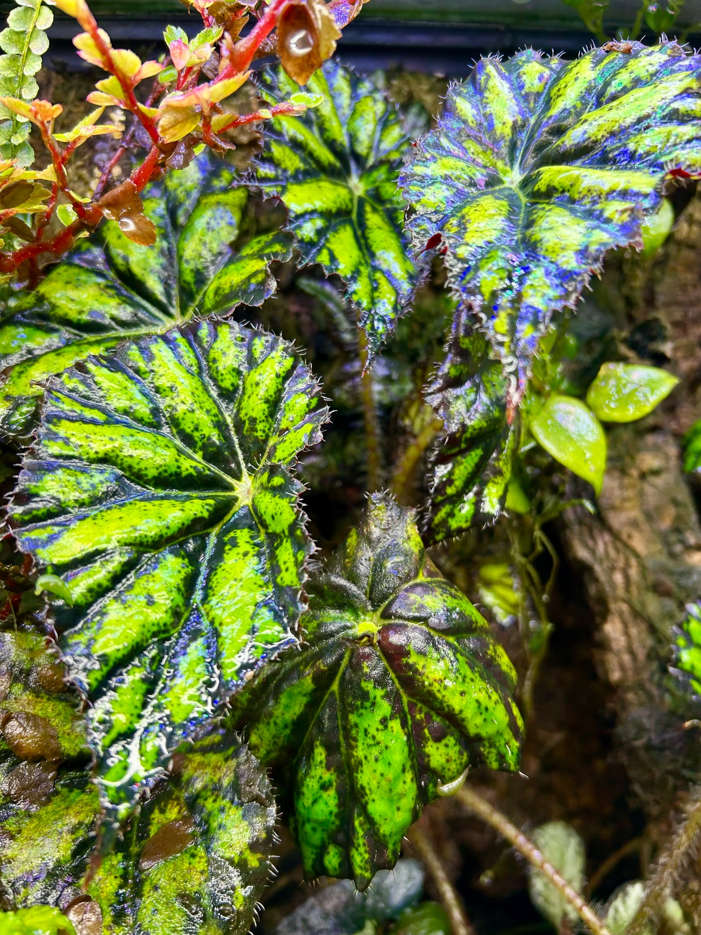 Begonia Persian Brocade