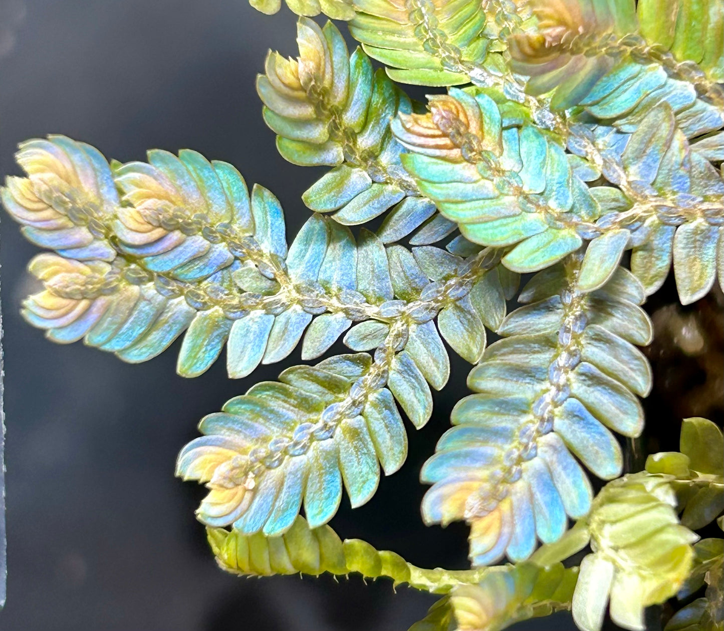 Selaginella willdenowii