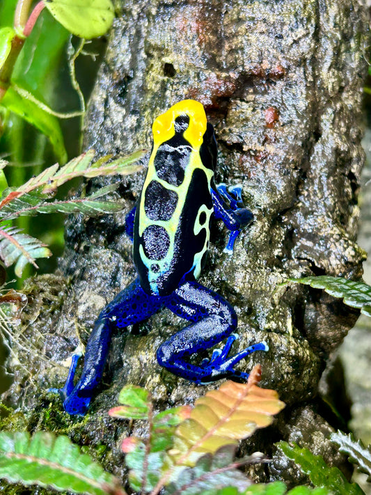 Dendrobates tinctorius “Cobalt”