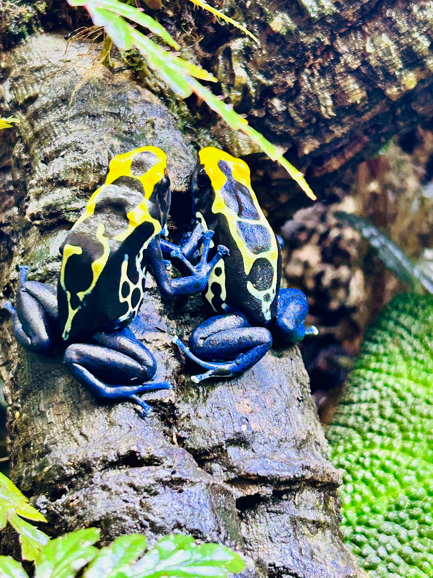 Dendrobates tinctorius “Cobalt”