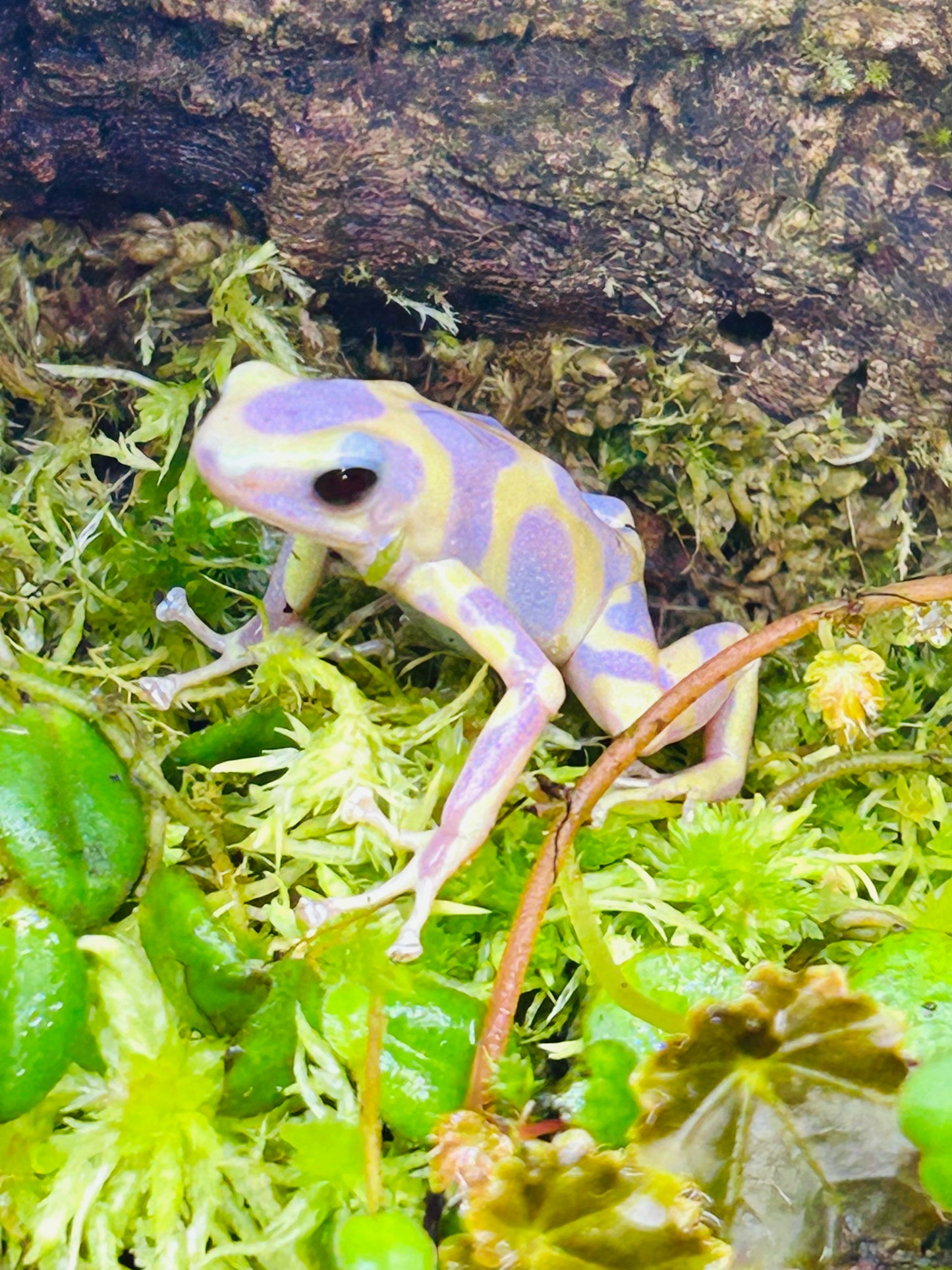 Dendrobates auratus “Albino Karibik”
