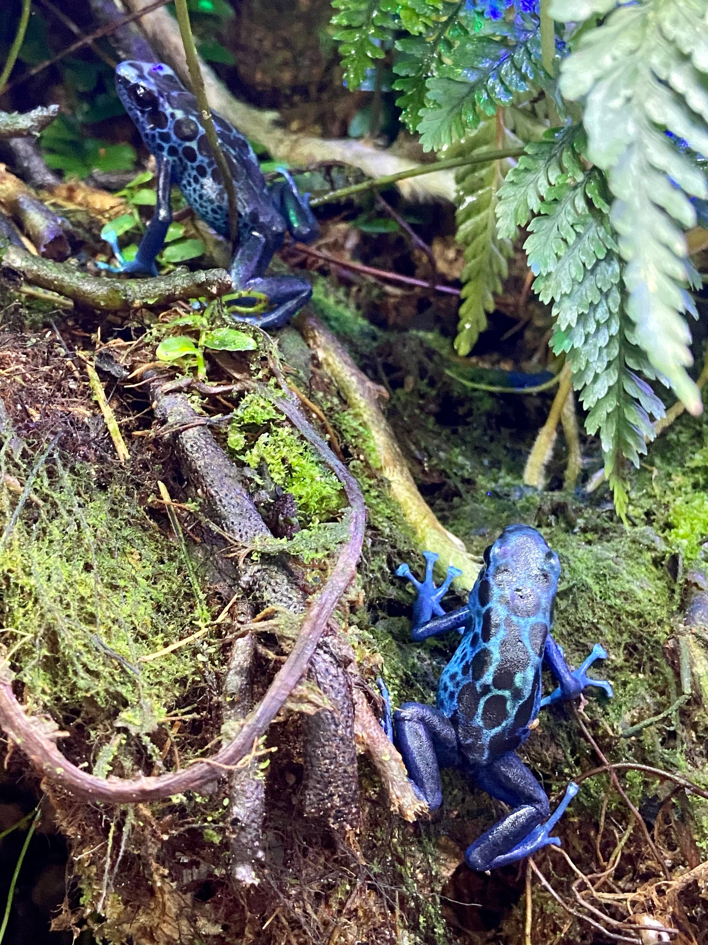 Dendrobates tinctorius "Koetari River”