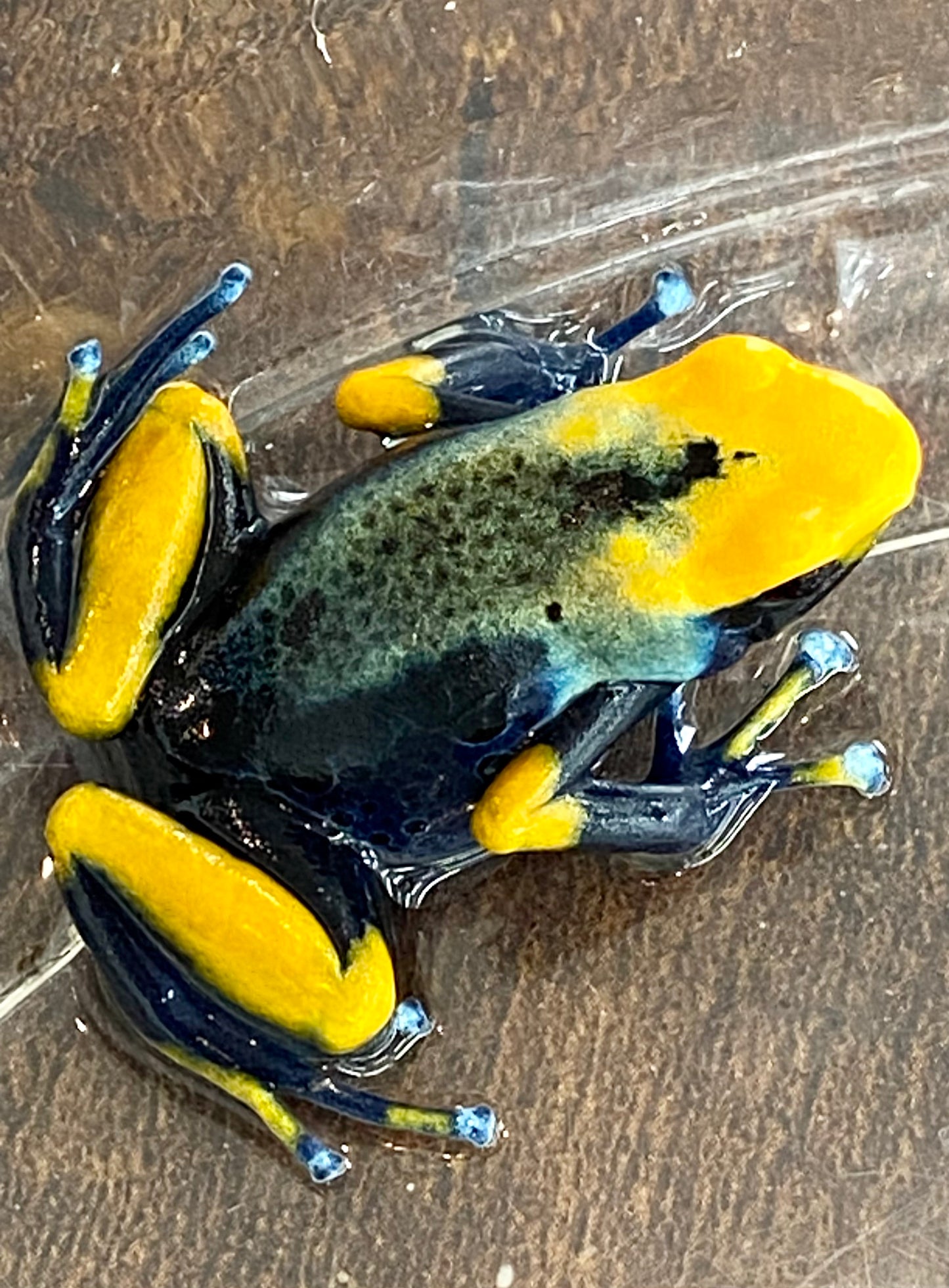 Dendrobates tinctorius “Peacock”