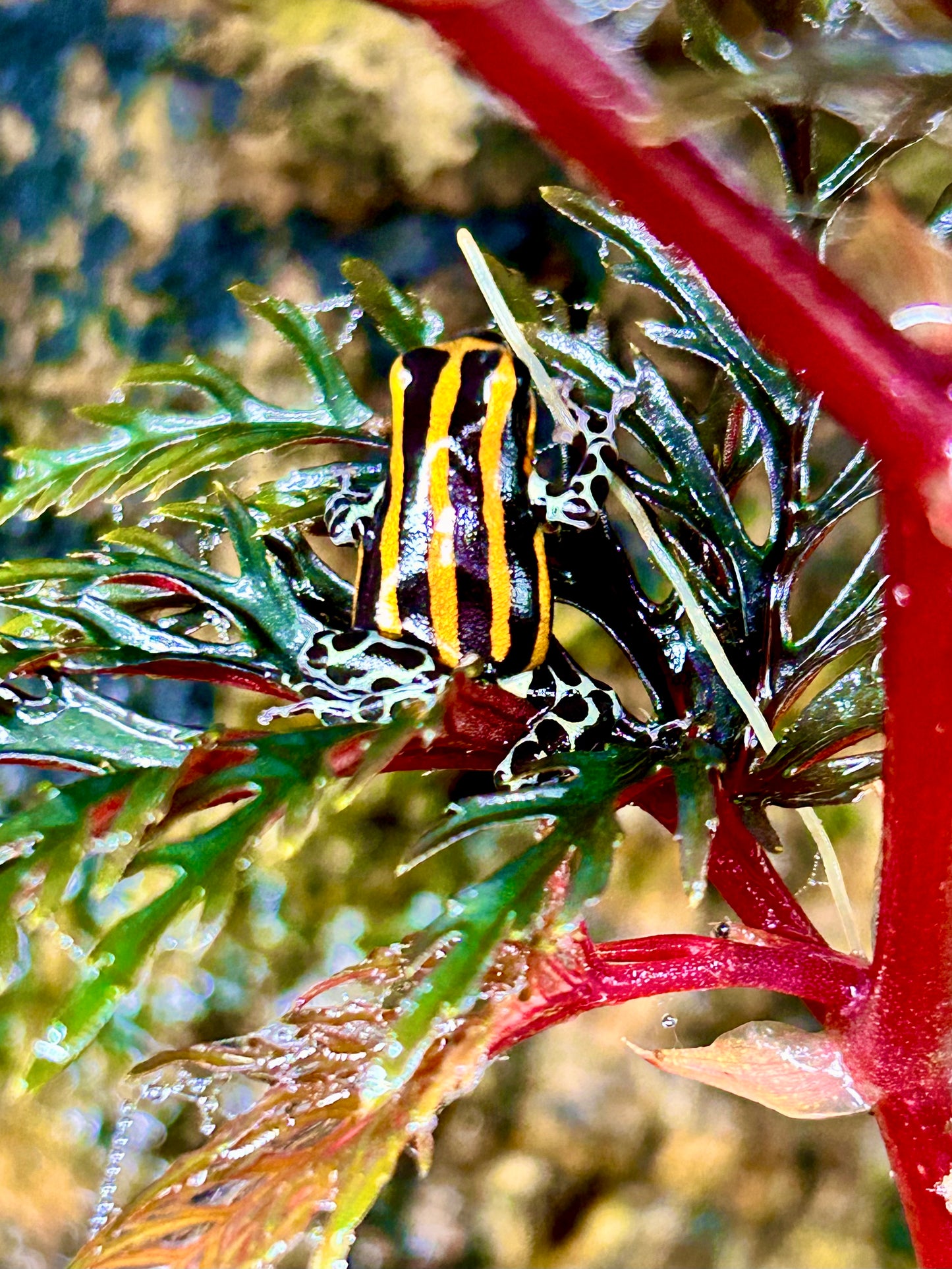 Ranitomeya sirensis “Orange”