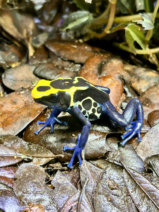 Dendrobates tinctorius “Cobalt”
