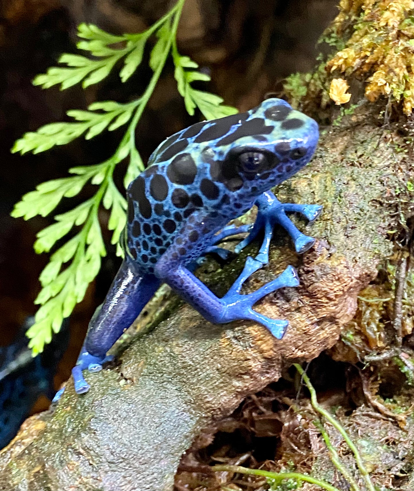Dendrobates tinctorius "Koetari River”