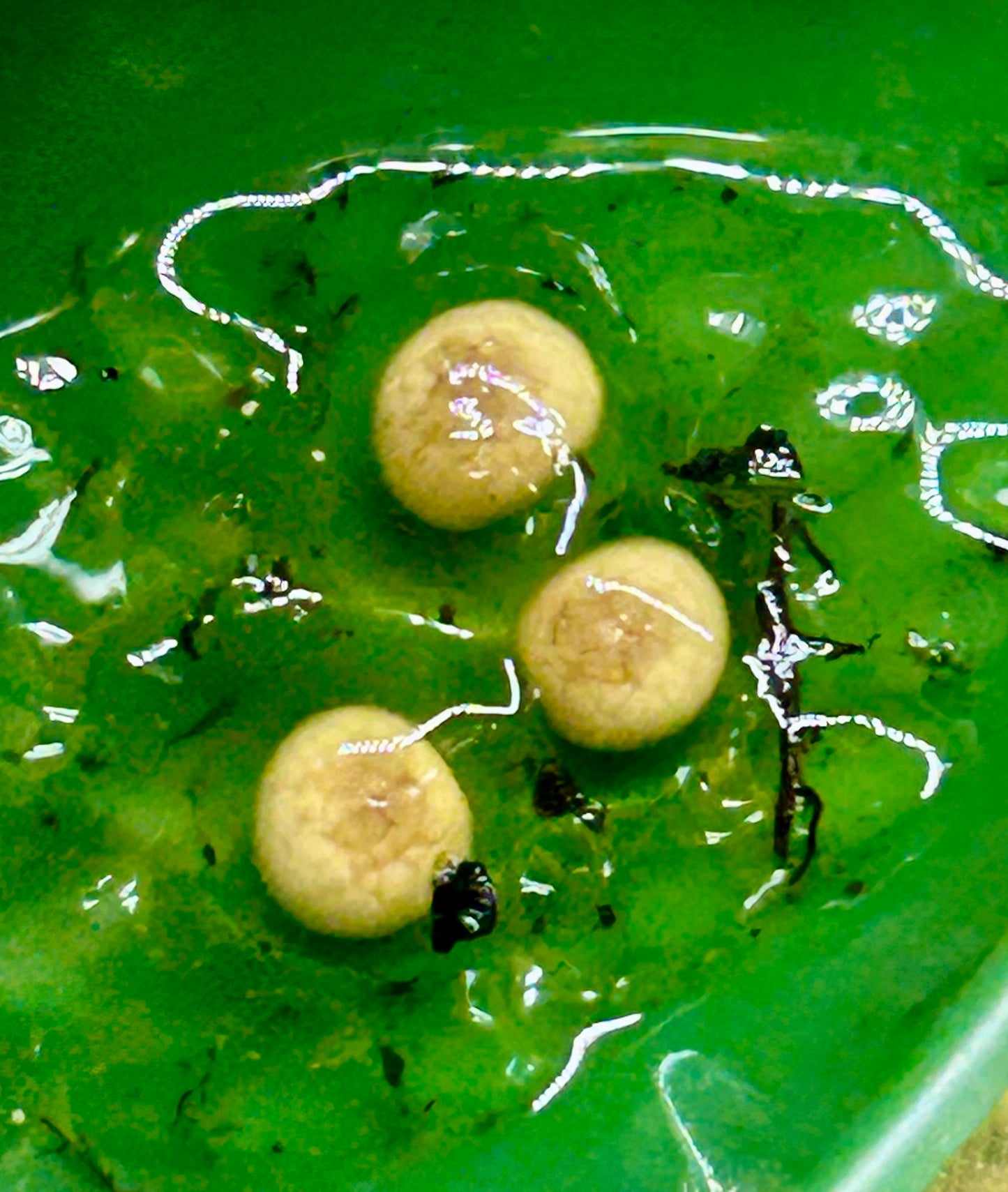 Dendrobates leucomelas “Chocolate”