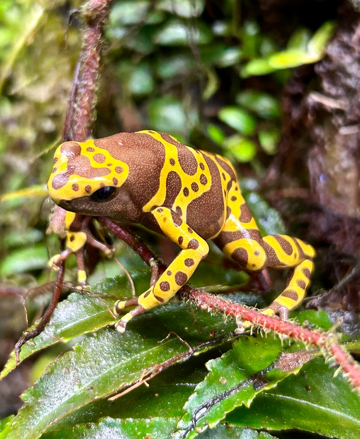 Dendrobates leucomelas “Chocolate”