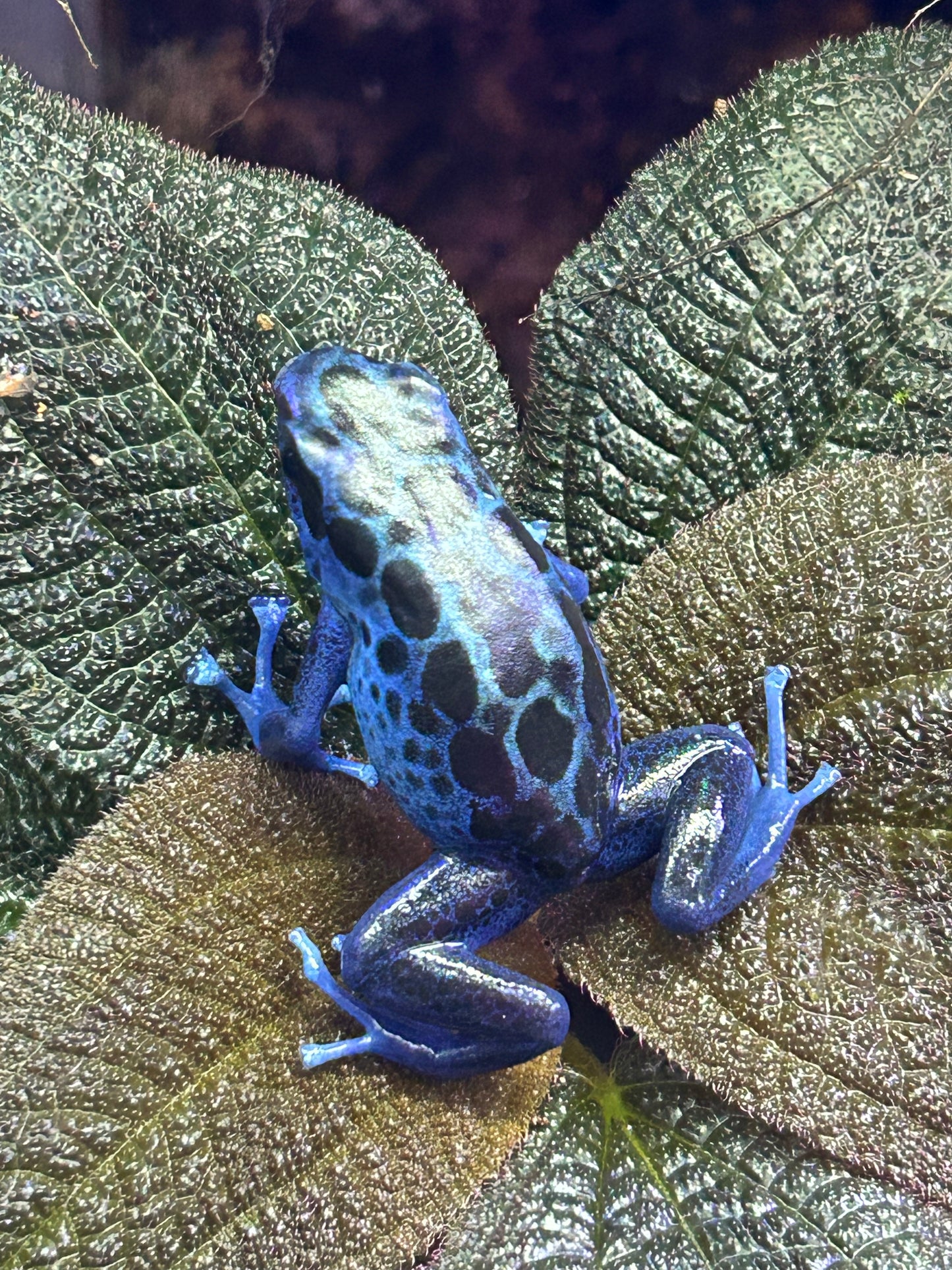 Dendrobates tinctorius "Koetari River”