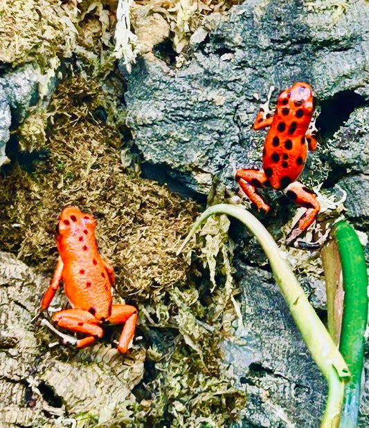 Oophaga pumilio “Bastimentos - Red Frog Beach”