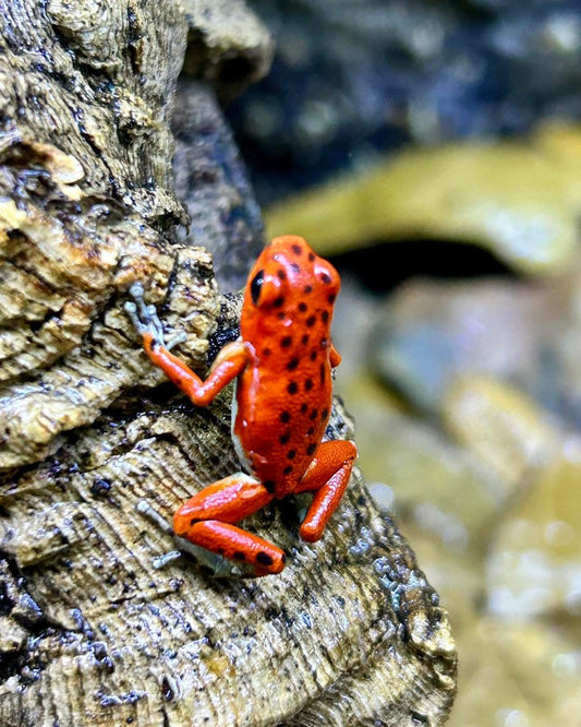 Oophaga pumilio “Bastimentos - Red Frog Beach”