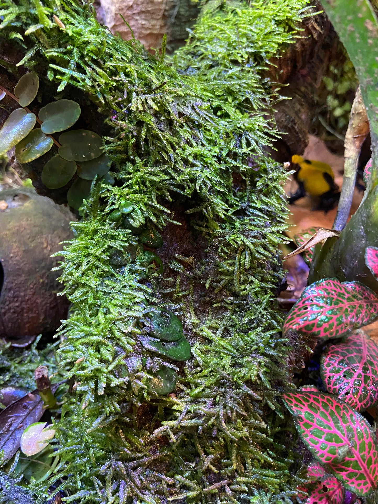 Tropical Moss Patch