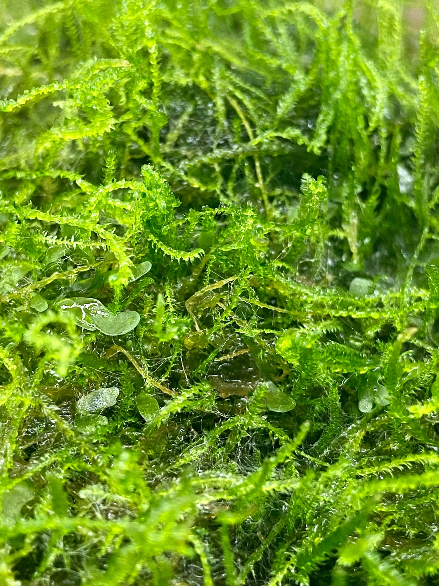 Tropical Moss Patch