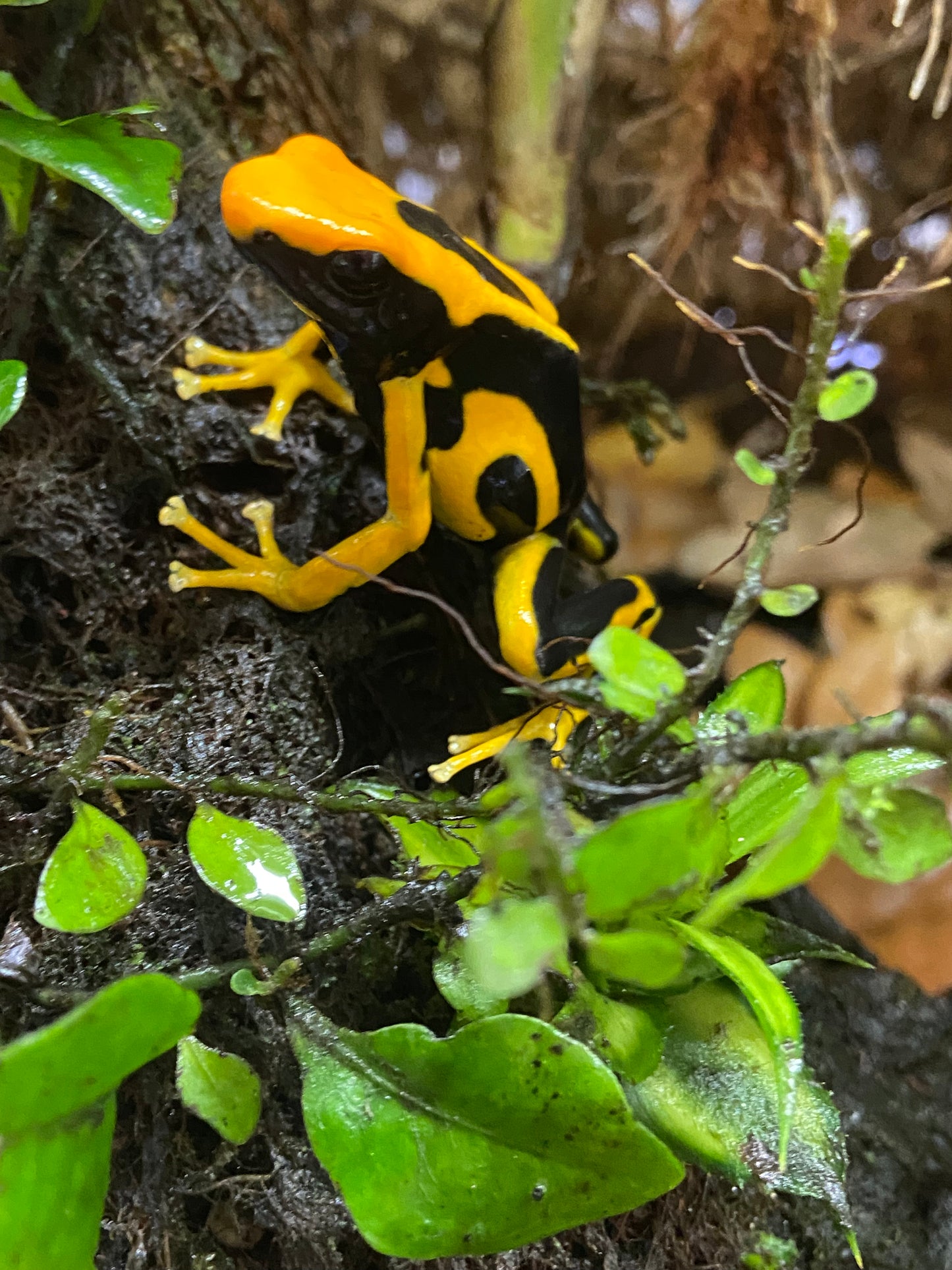 Dendrobates tinctorius "Giant Orange"