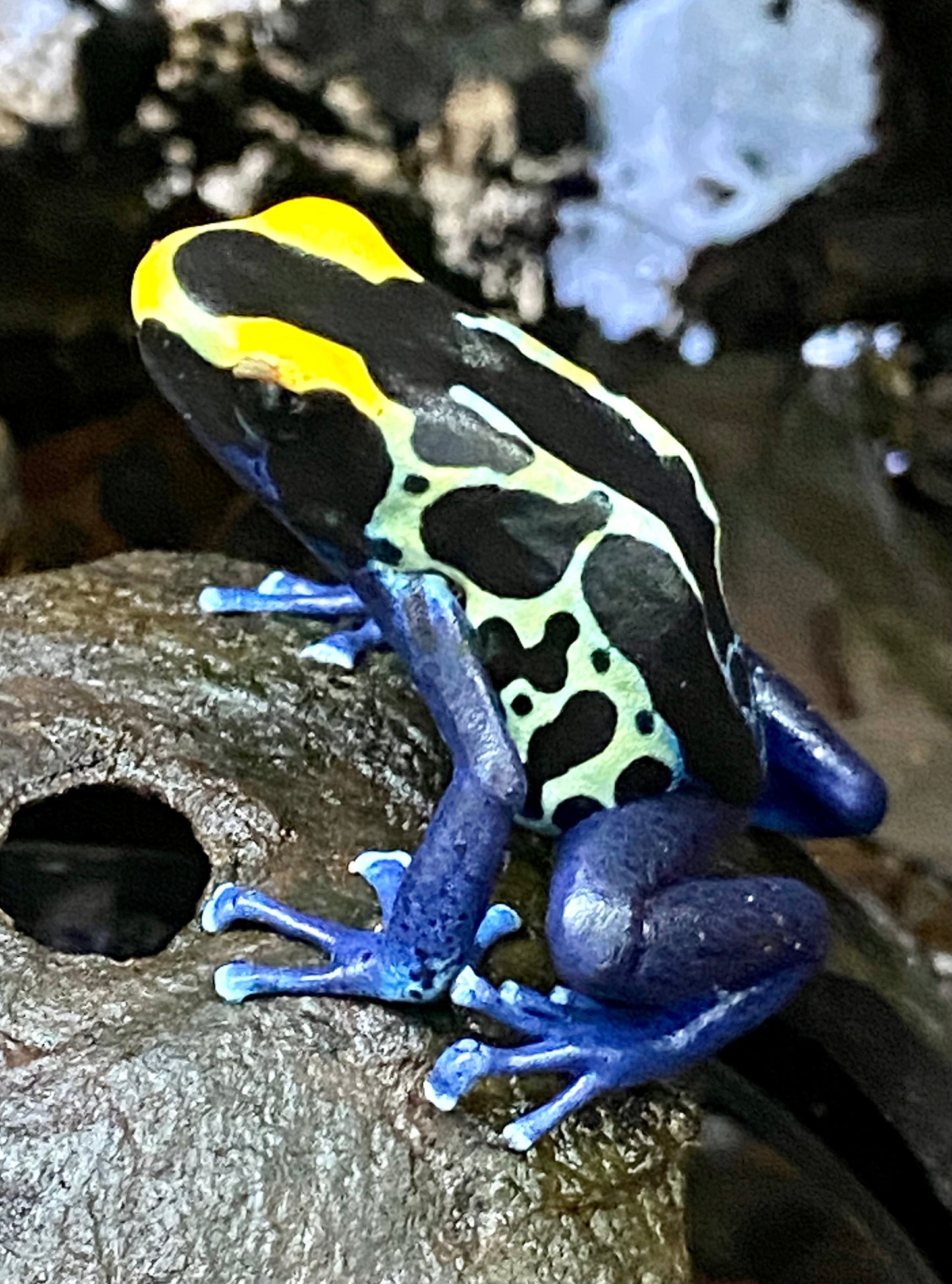 Dendrobates tinctorius “Robertus”