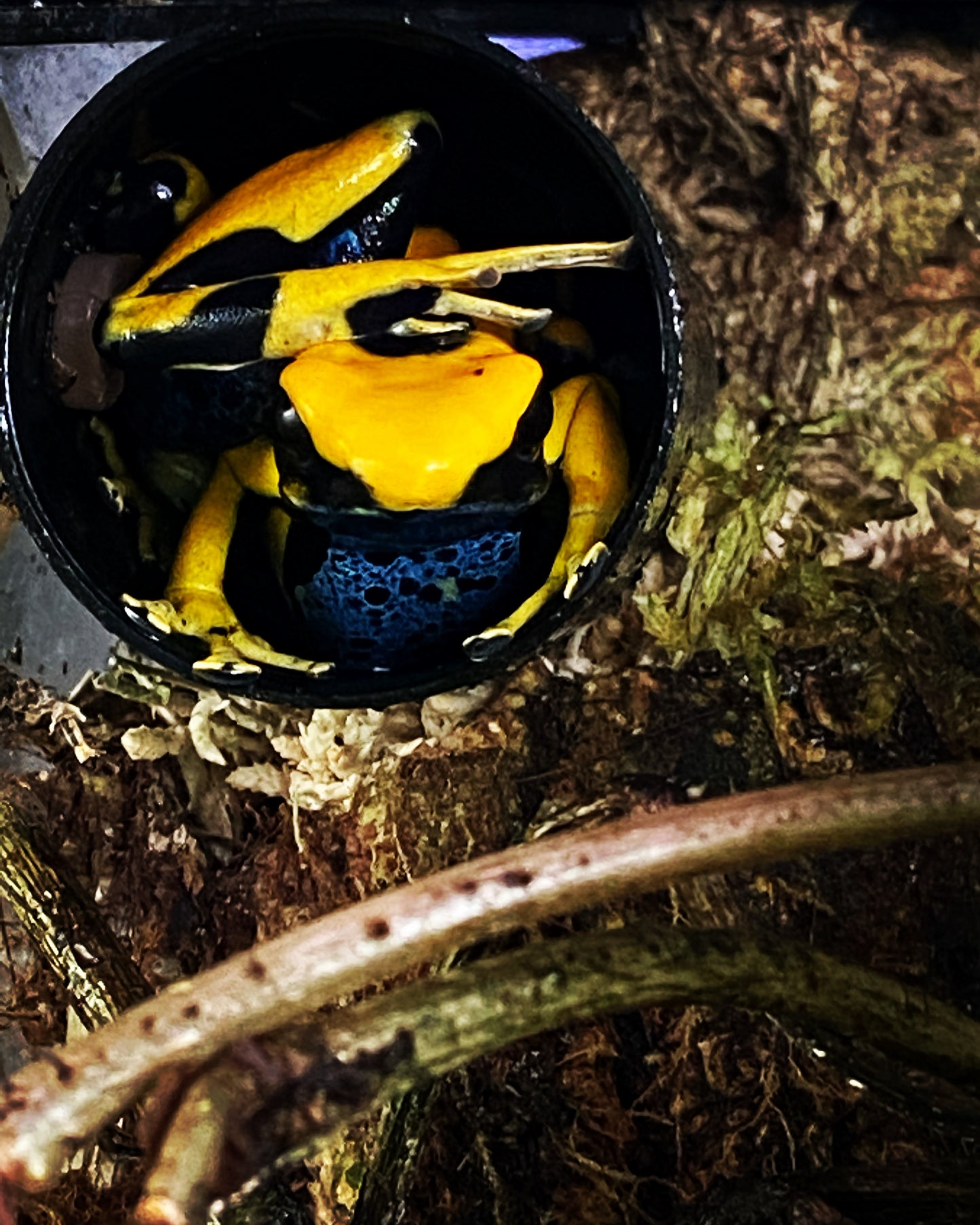 Dendrobates tinctorius "Giant Orange"