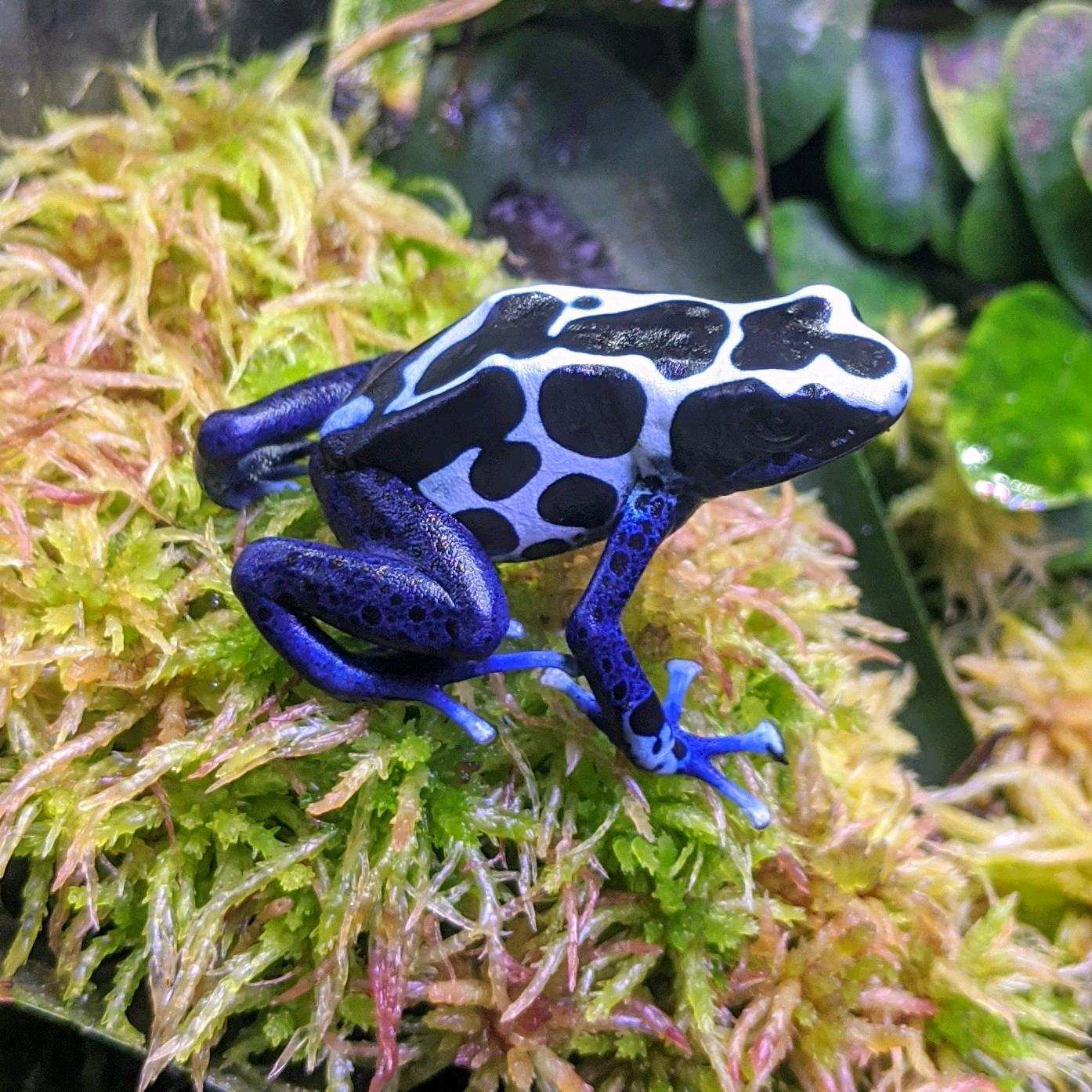 Dendrobates tinctorius “Oyapock”