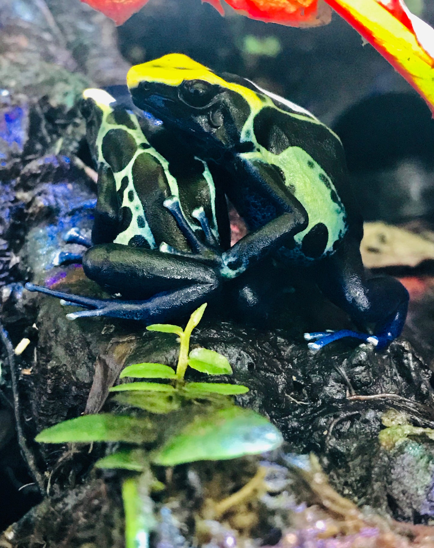 Dendrobates tinctorius “Robertus”