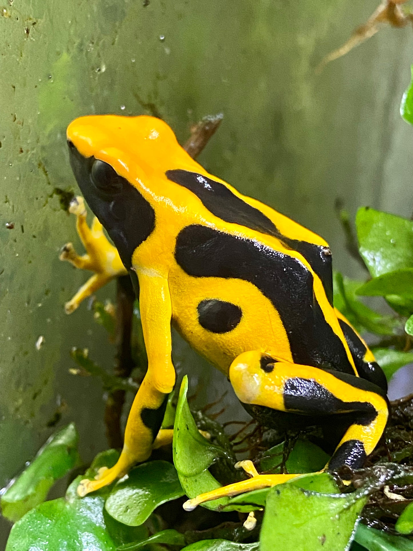 Dendrobates tinctorius "Giant Orange"