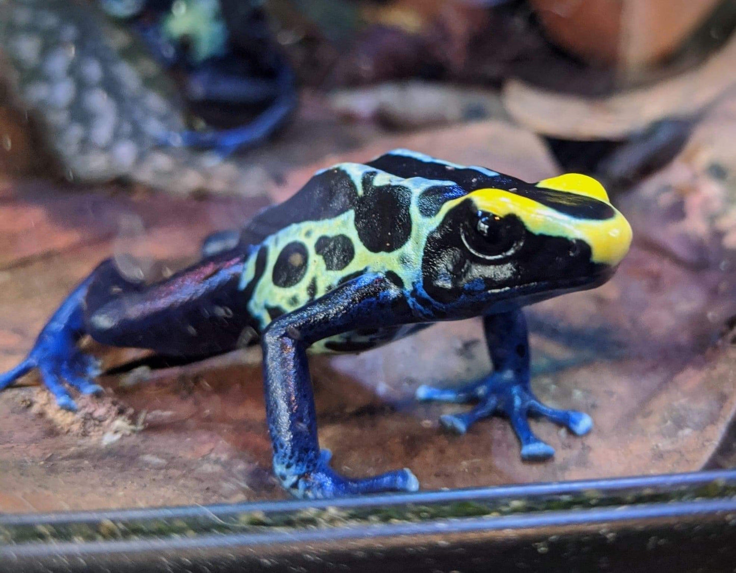 Dendrobates tinctorius “Robertus”