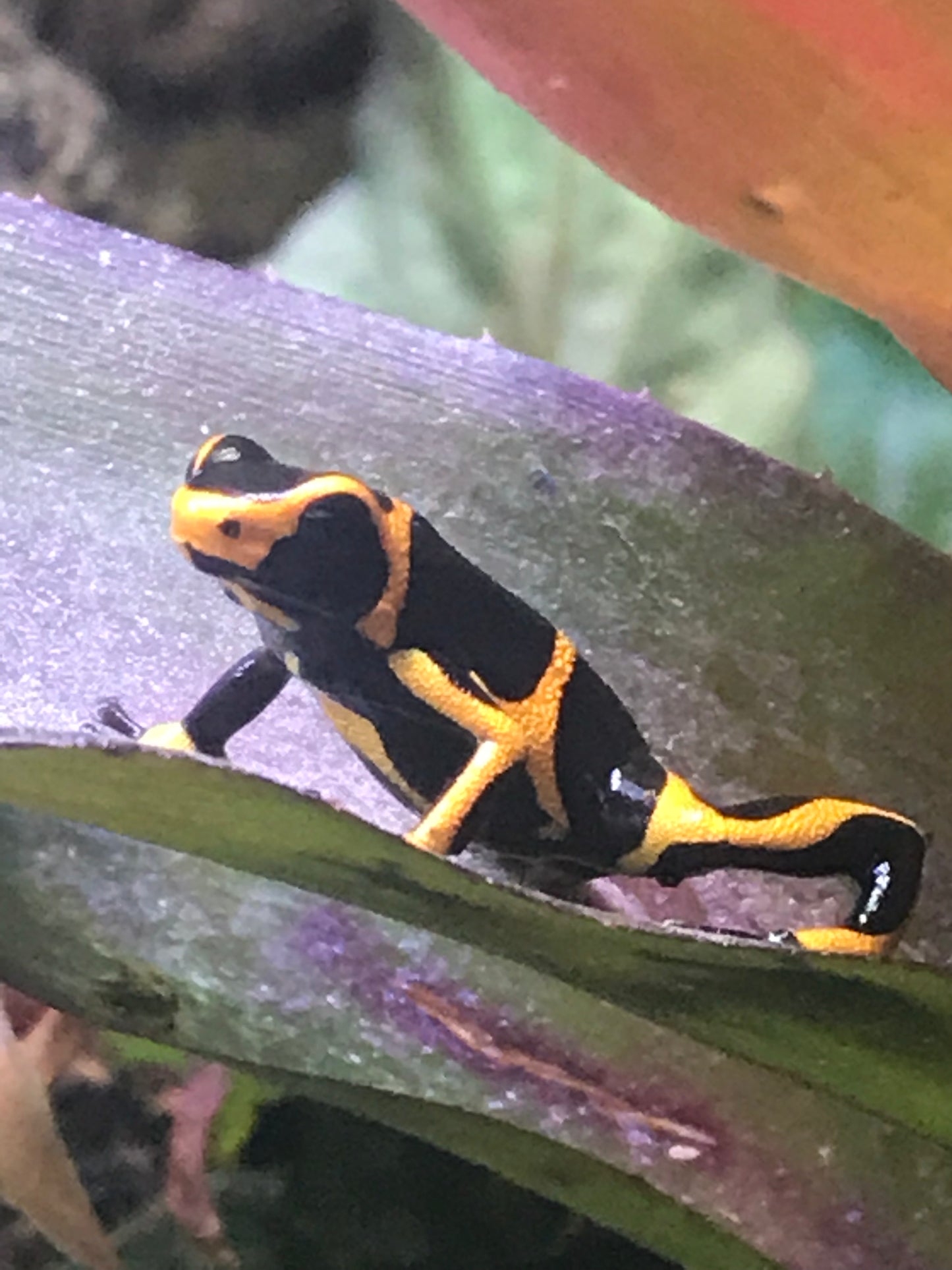 Ranitomeya imitator “Banded”