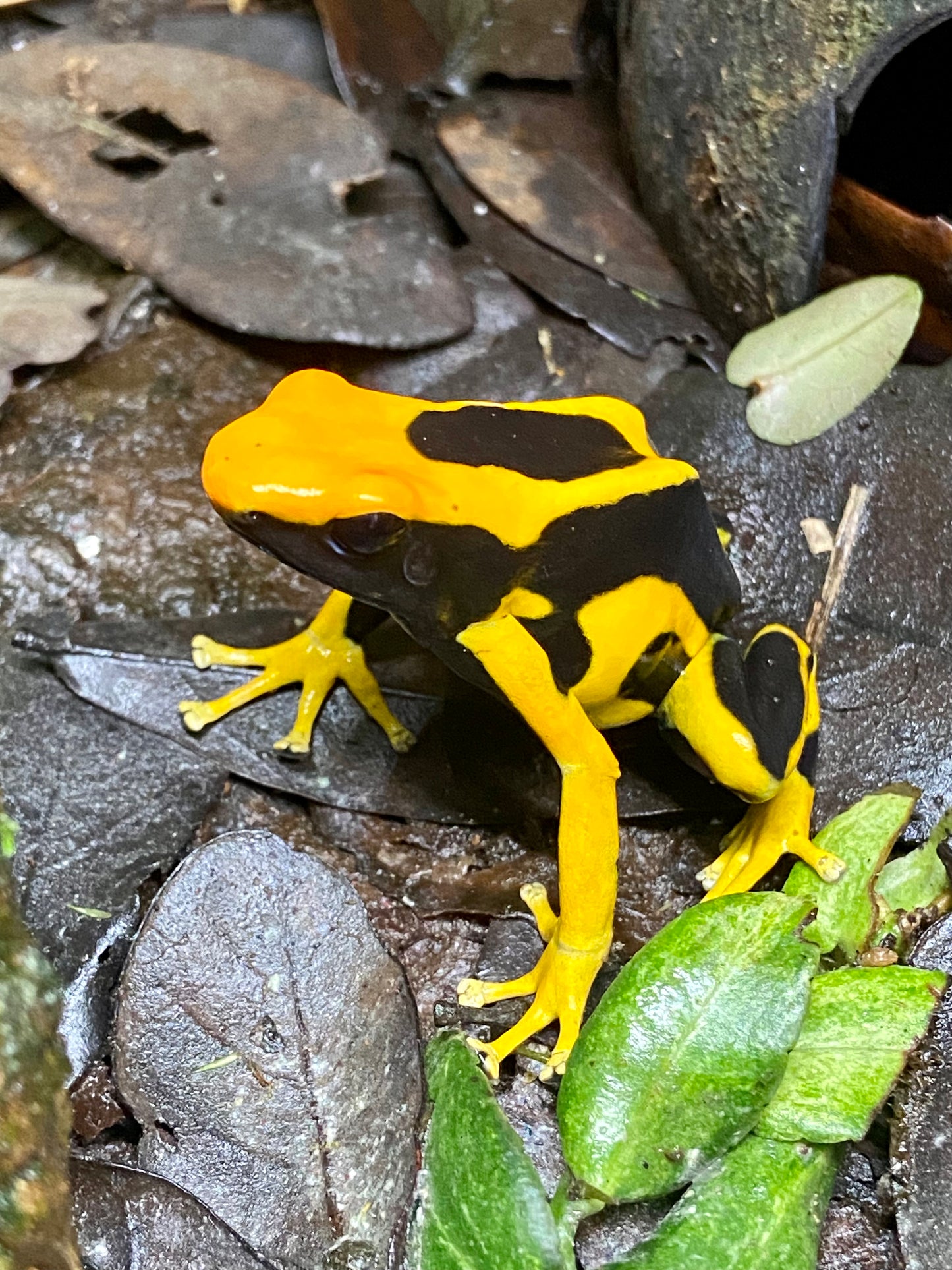 Dendrobates tinctorius "Giant Orange"