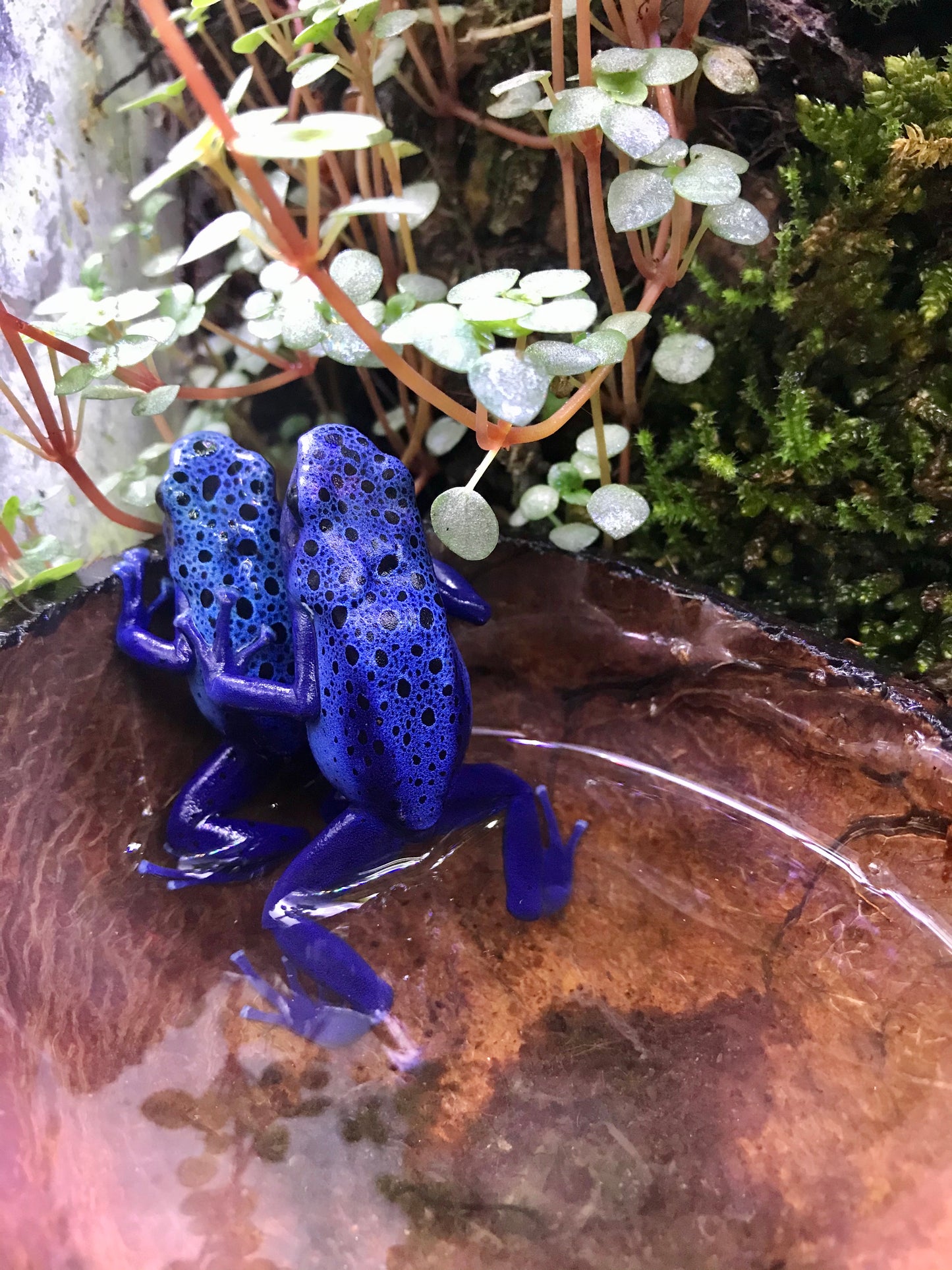 Dendrobates tinctorius "Azureus"