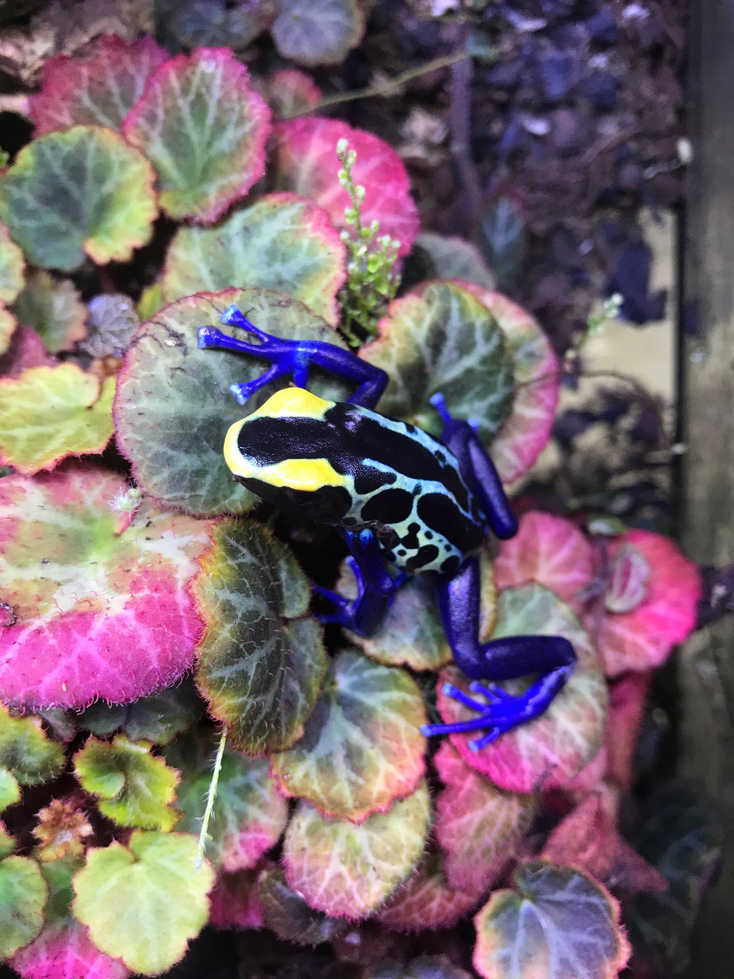 Dendrobates tinctorius “Robertus”