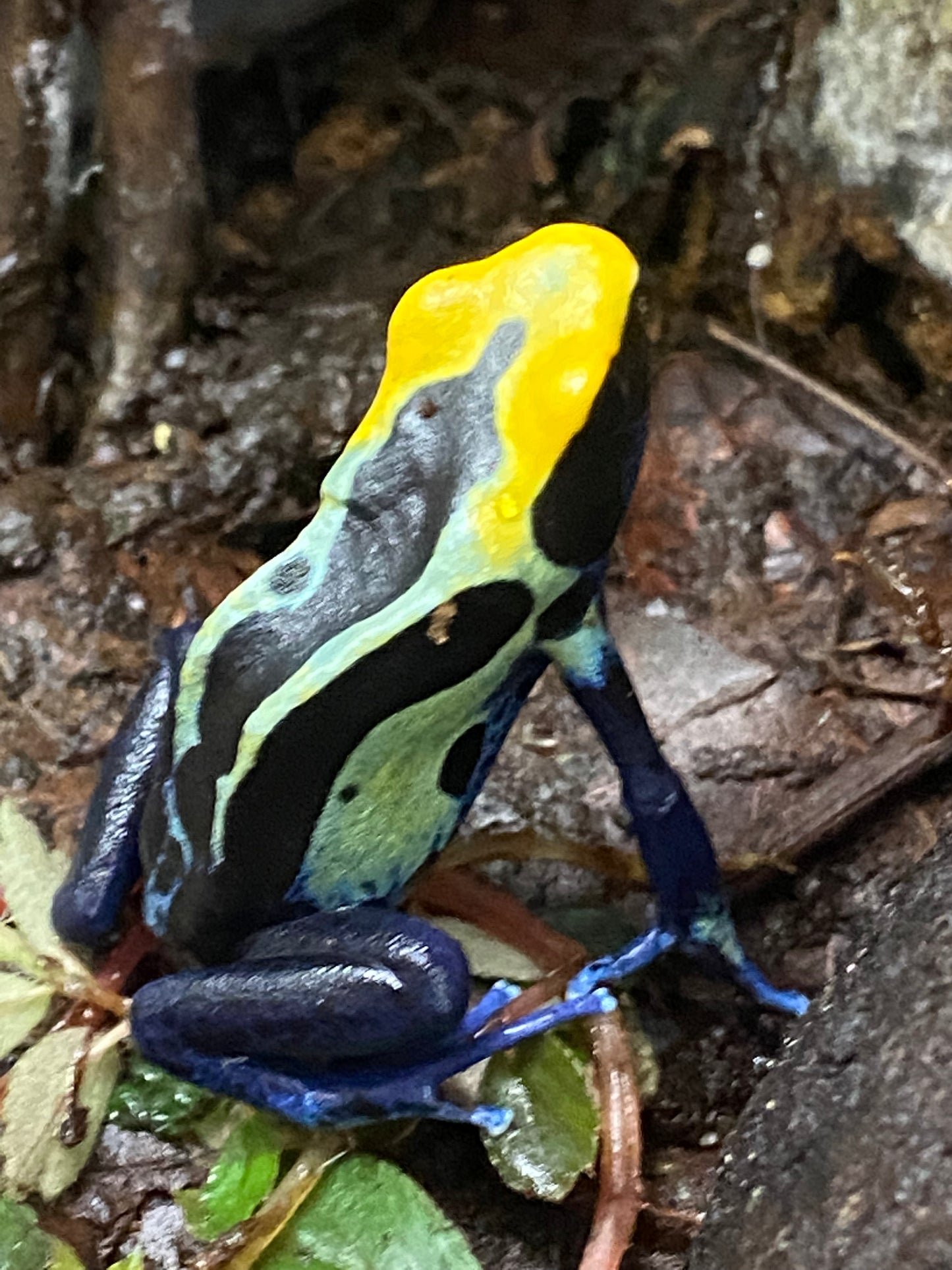 Dendrobates tinctorius “Robertus”