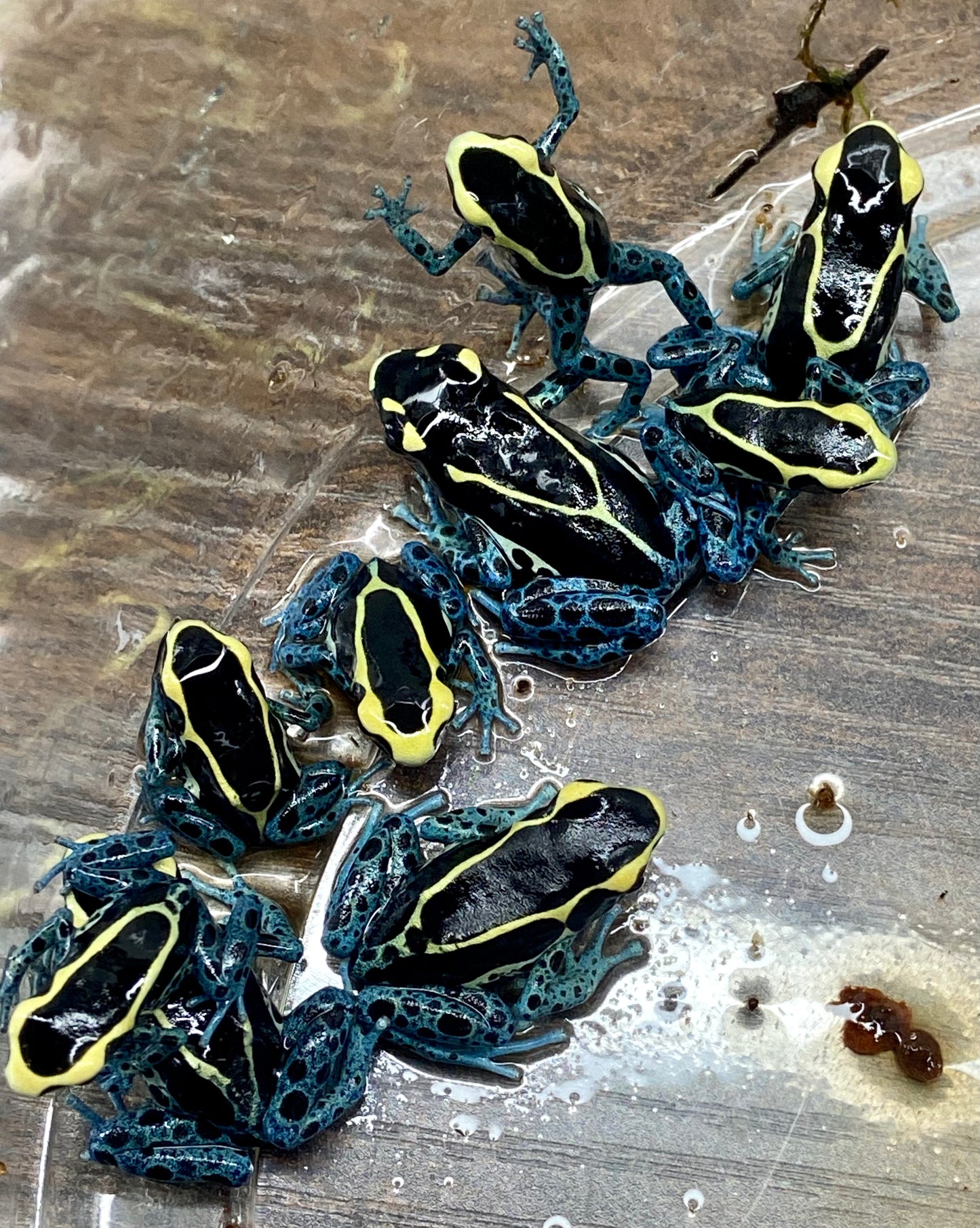 Dendrobates tinctorius “Powder Blue”