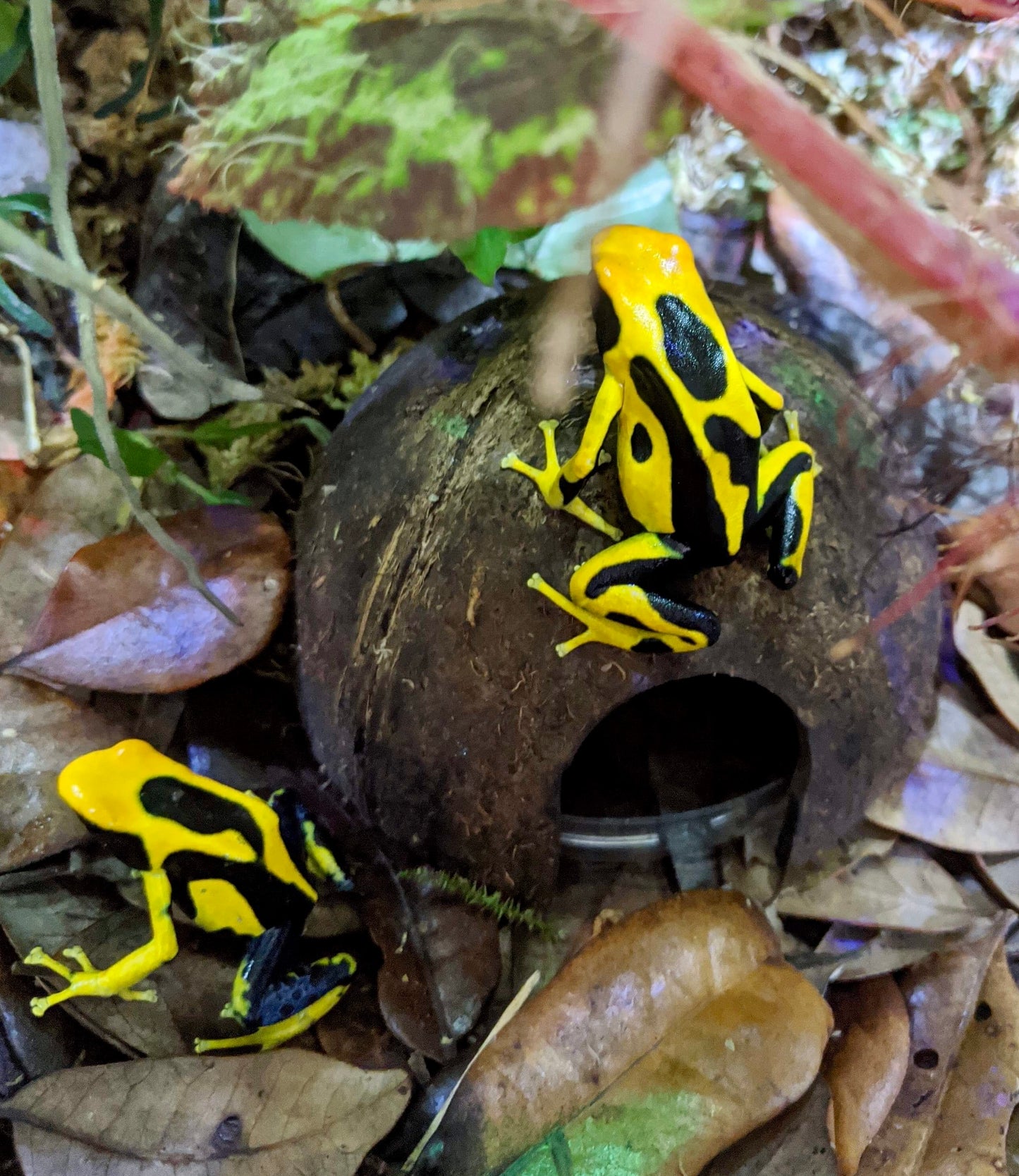 Dendrobates tinctorius "Giant Orange"