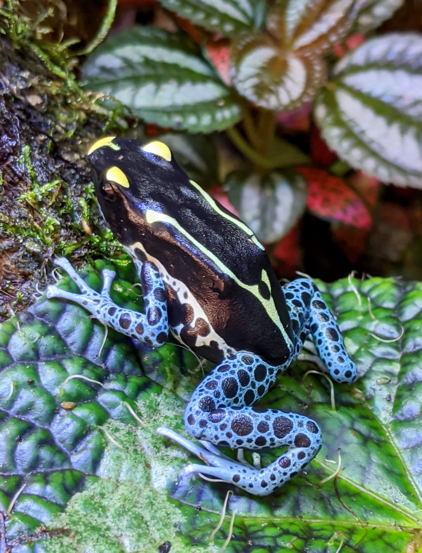 Dendrobates tinctorius “Powder Blue”