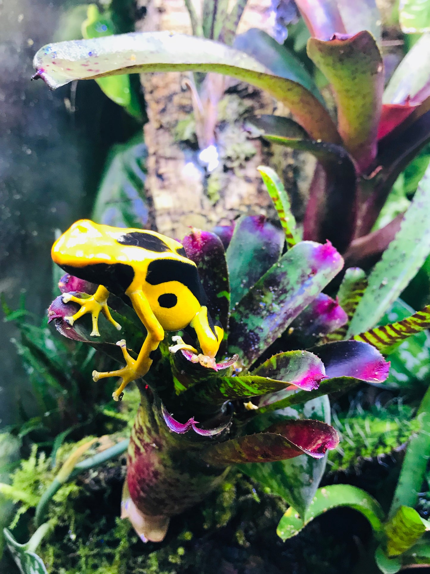 Dendrobates tinctorius "Giant Orange"