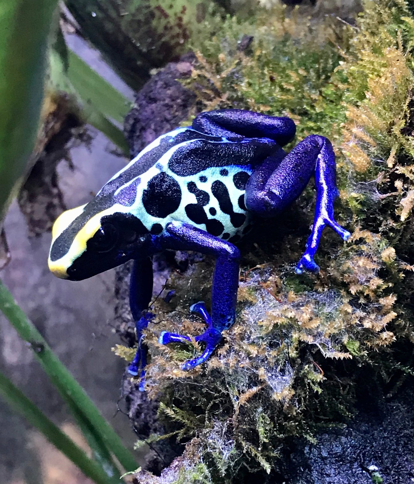 Dendrobates tinctorius “Robertus”