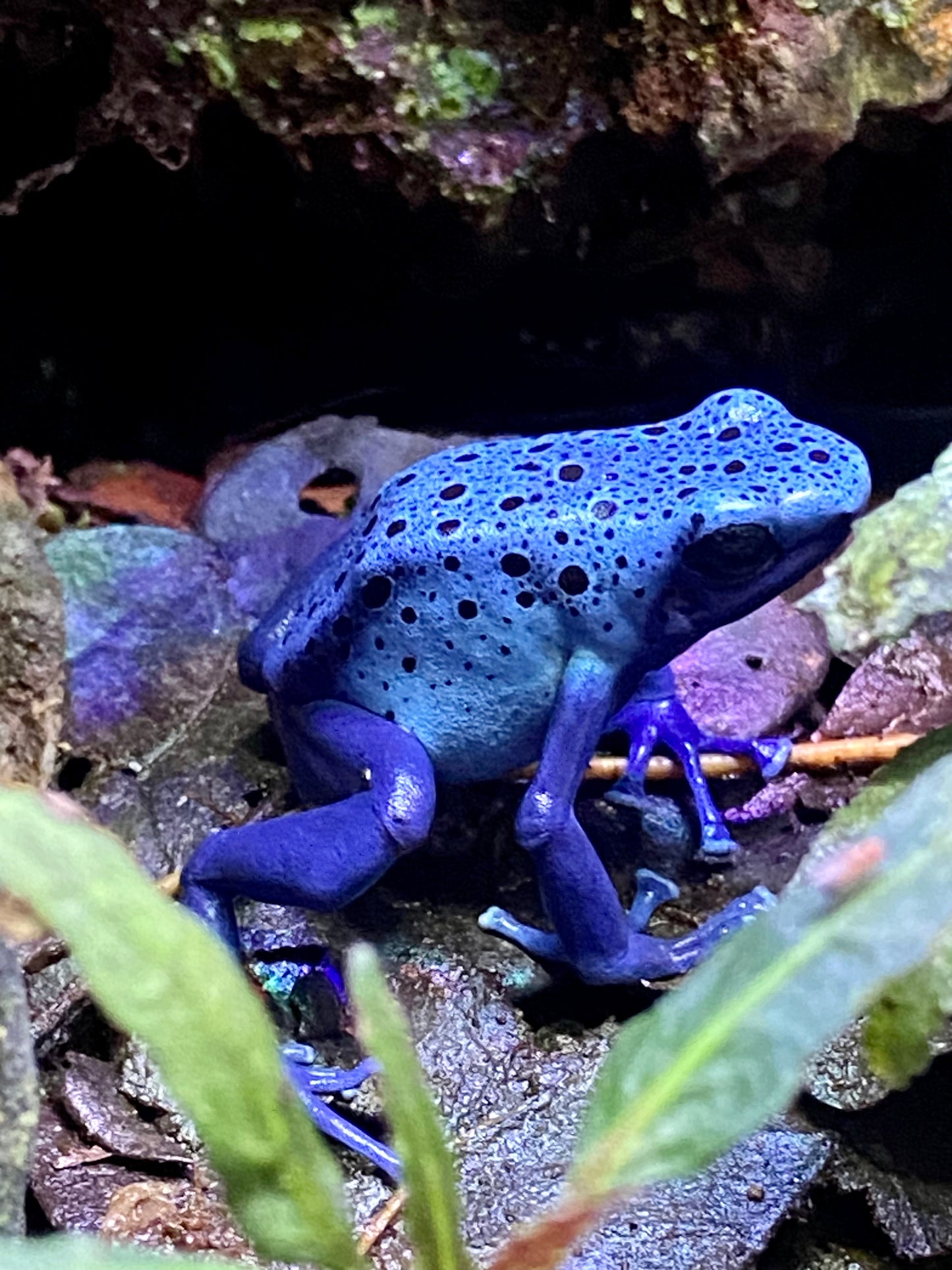 Dendrobates tinctorius "Azureus"