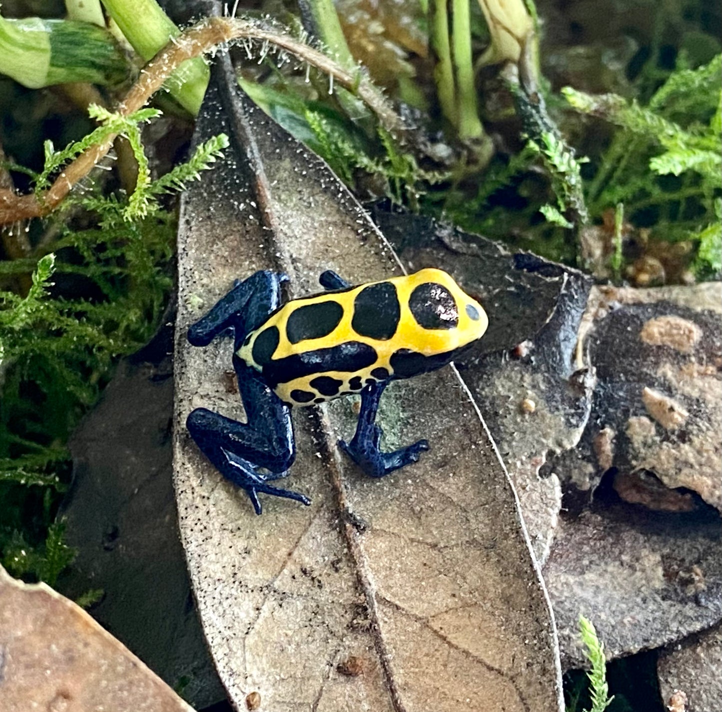 Dendrobates tinctorius "Bakhuis"
