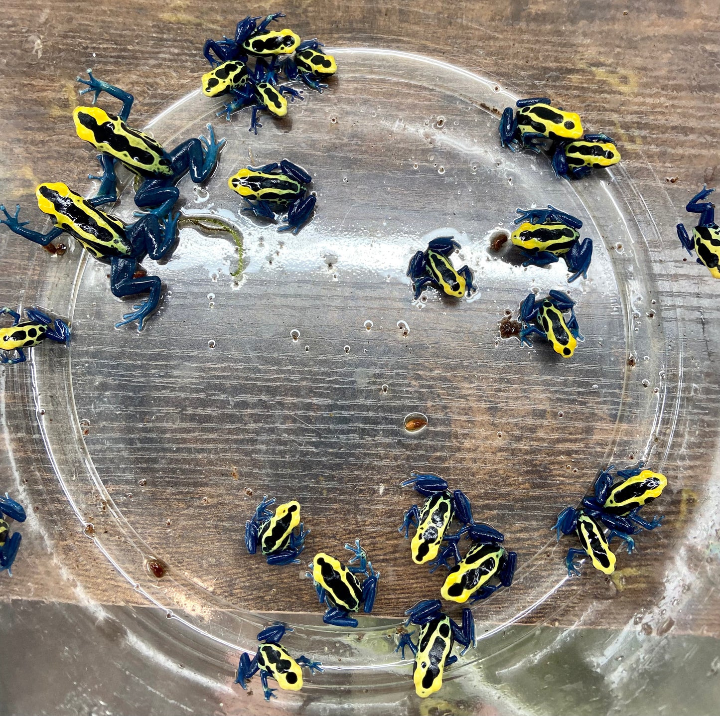 Dendrobates tinctorius “Patricia”