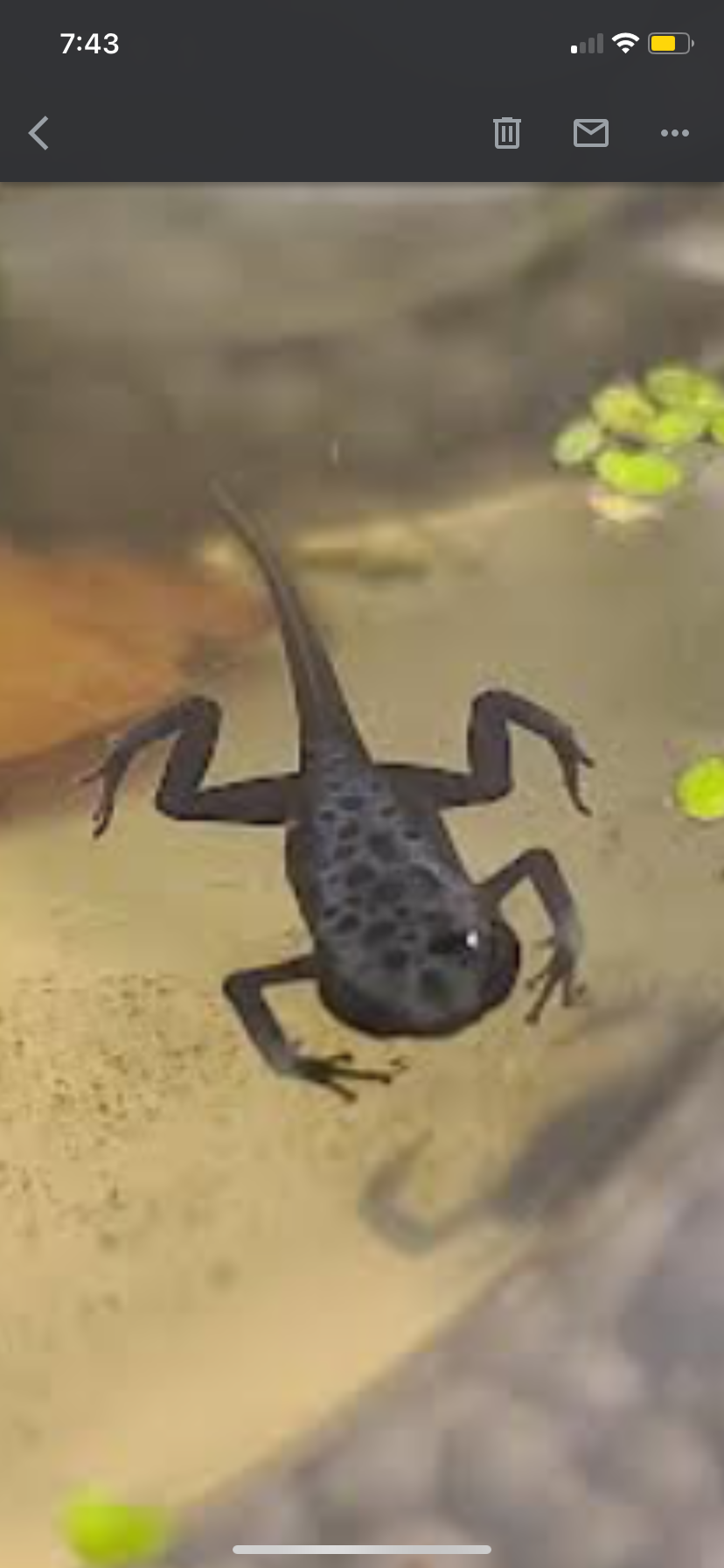 Dendrobates tinctorius "Azureus"