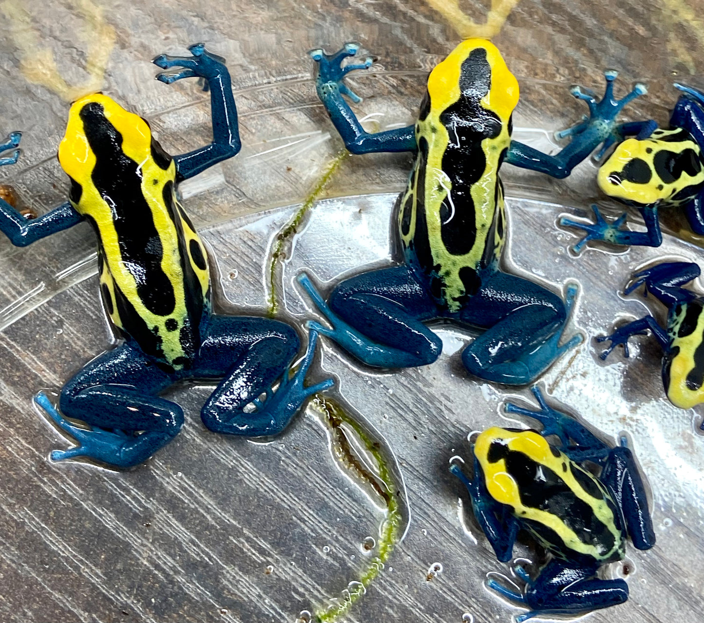 Dendrobates tinctorius “Patricia”