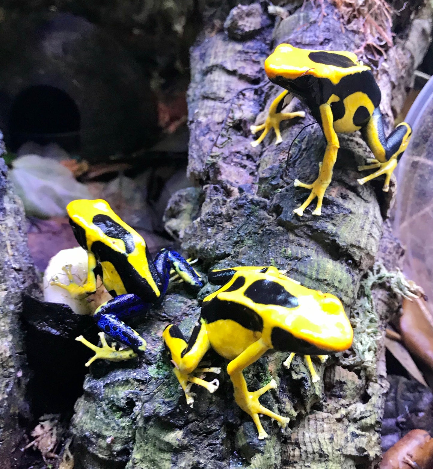 Dendrobates tinctorius "Giant Orange"