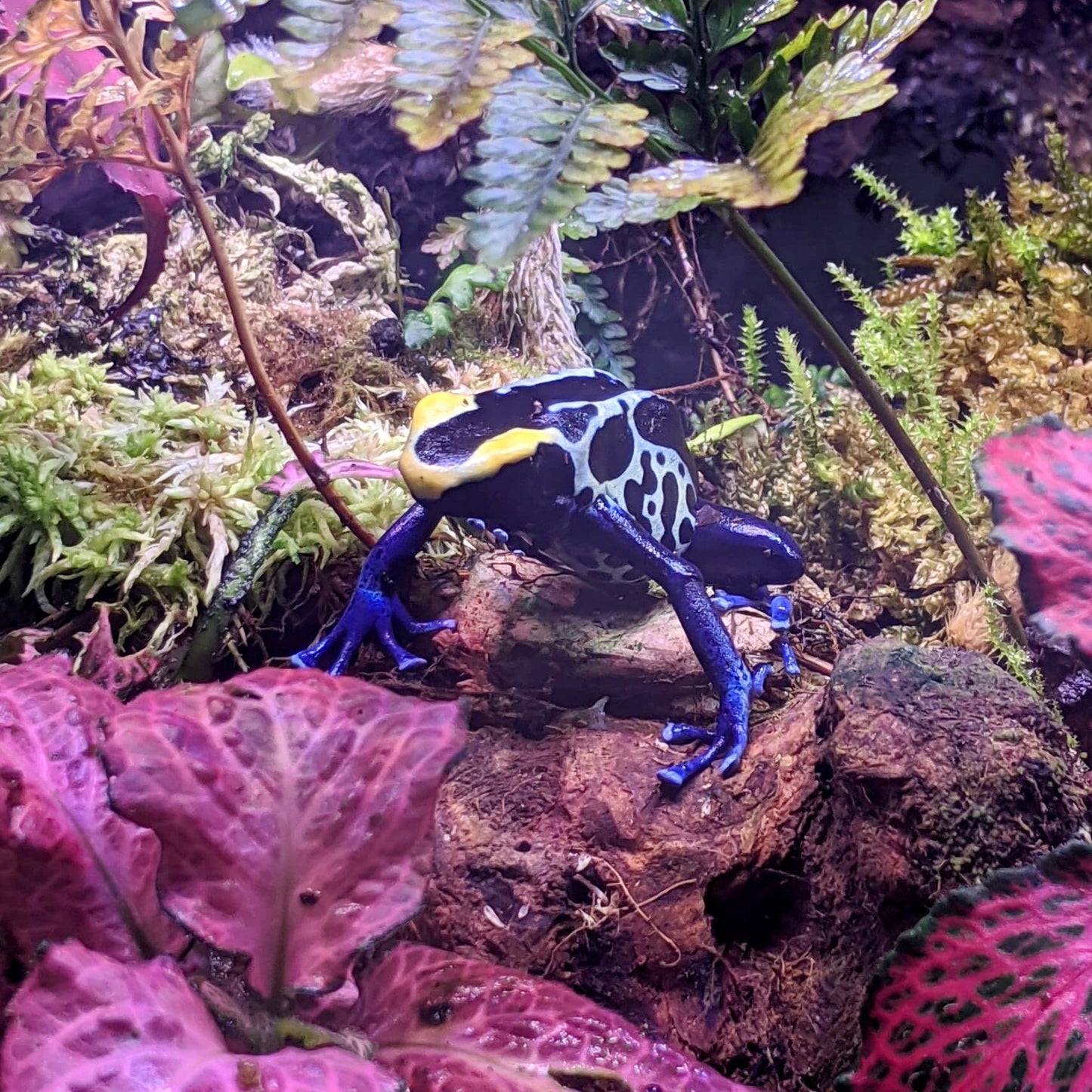 Dendrobates tinctorius “Robertus”
