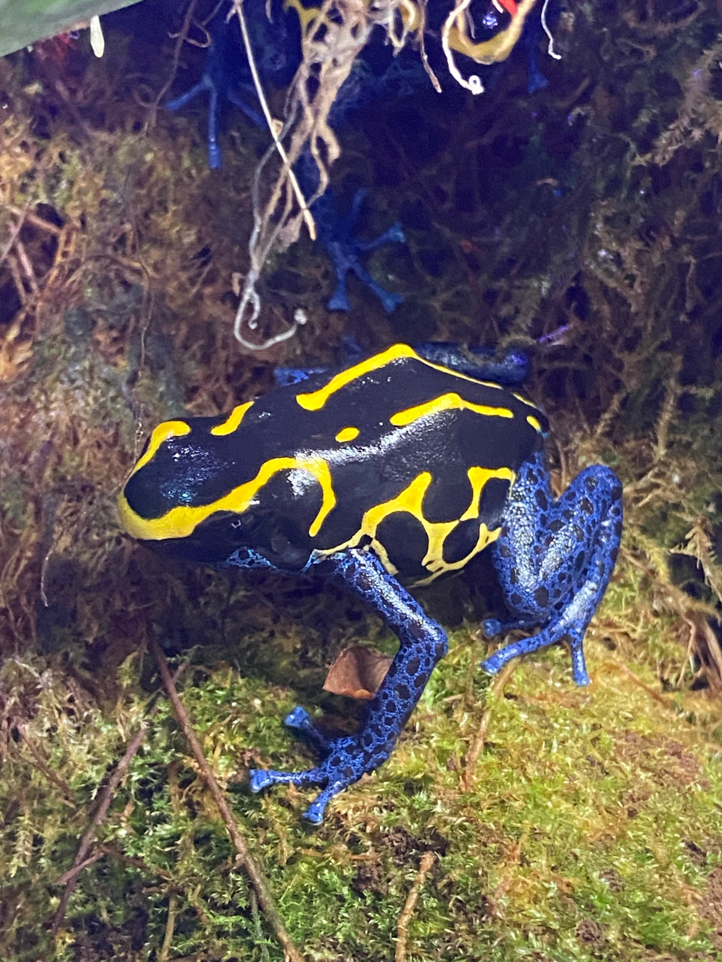 Dendrobates tinctorius "Bakhuis"