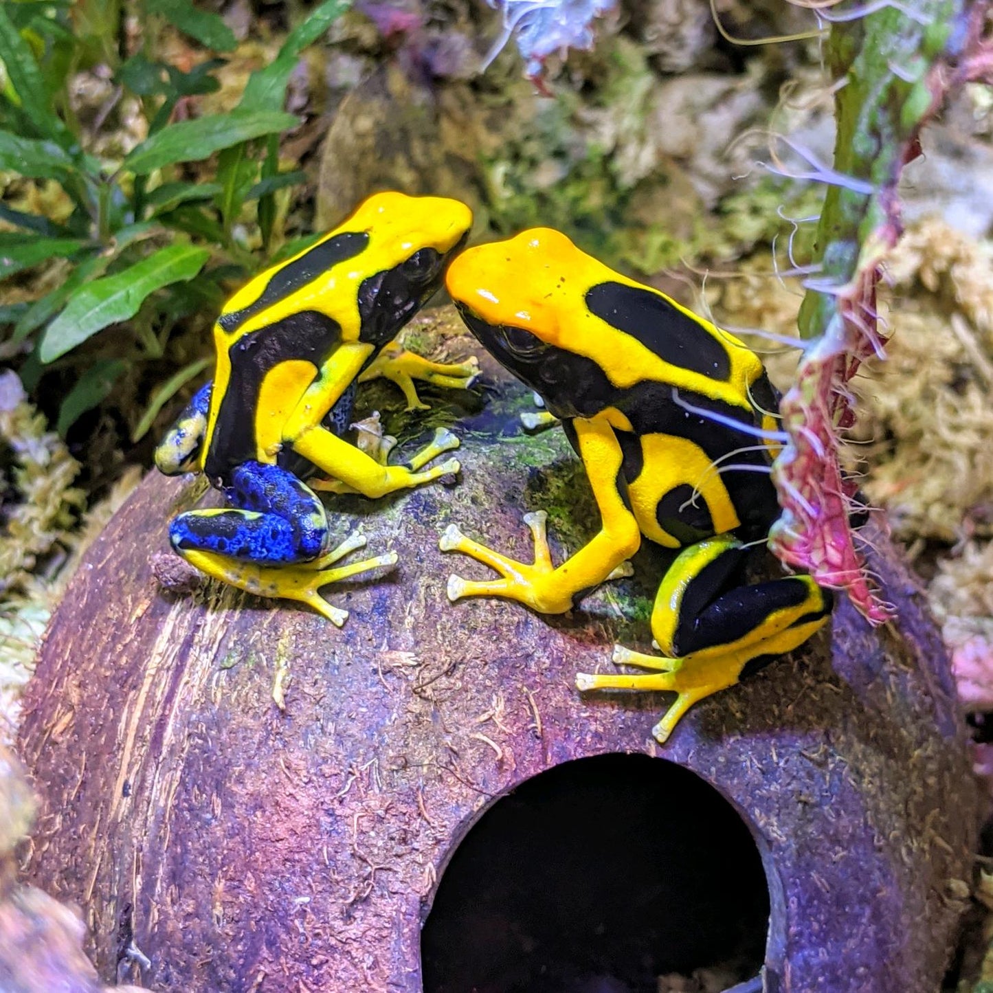 Dendrobates tinctorius "Giant Orange"