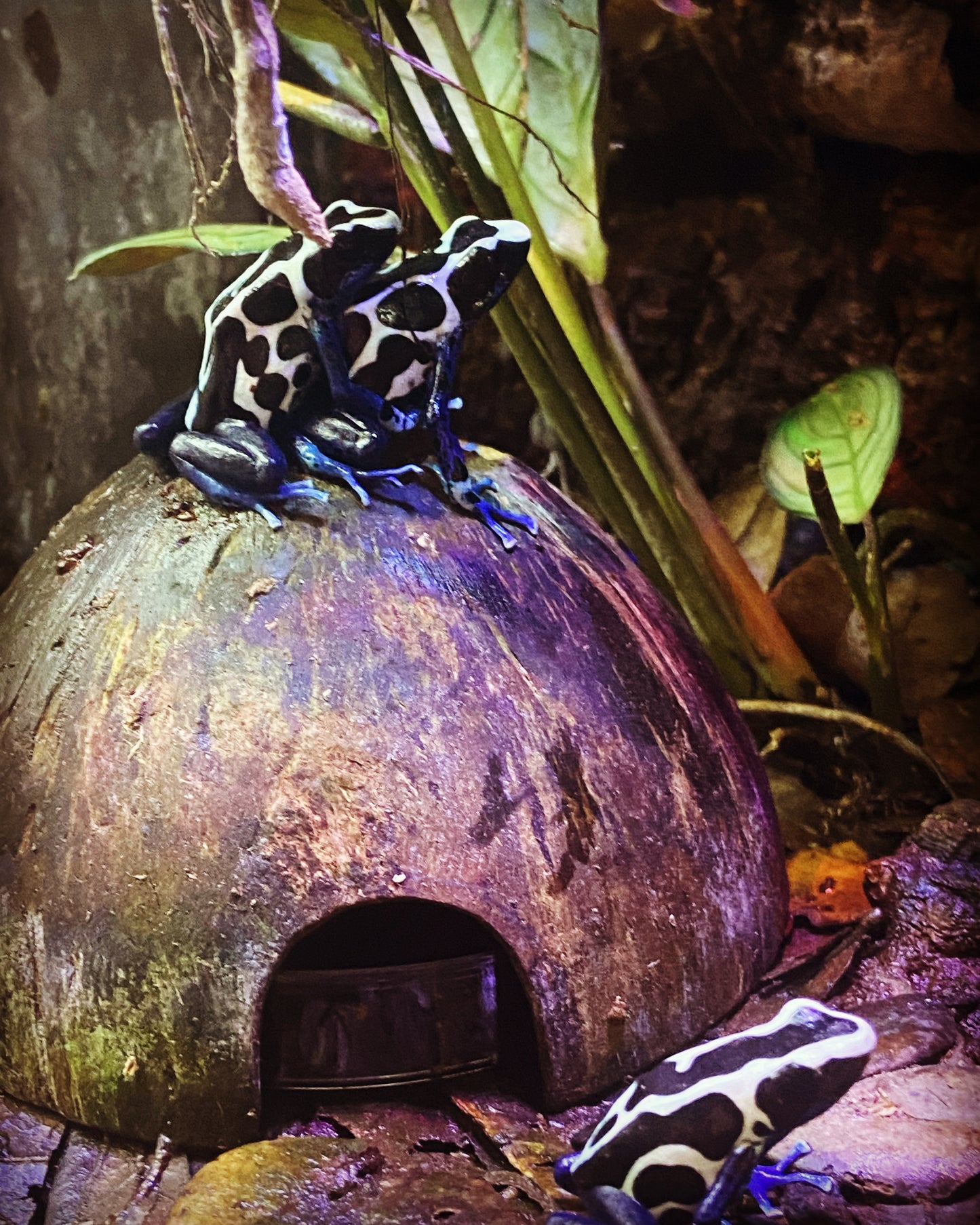 Dendrobates tinctorius “Oyapock”