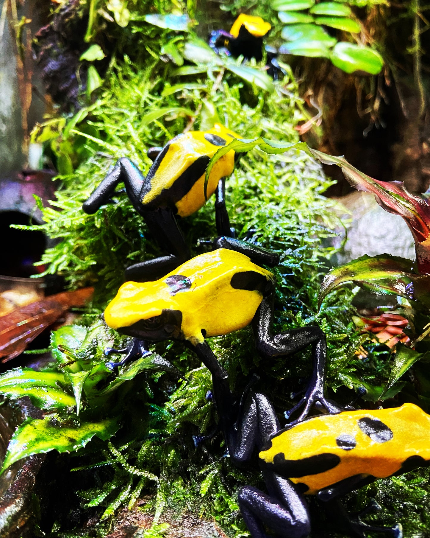 Dendrobates tinctorius "Citronella"