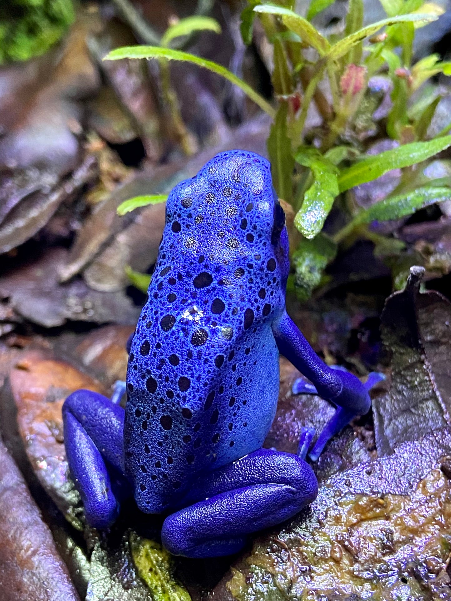 Dendrobates tinctorius "Azureus"