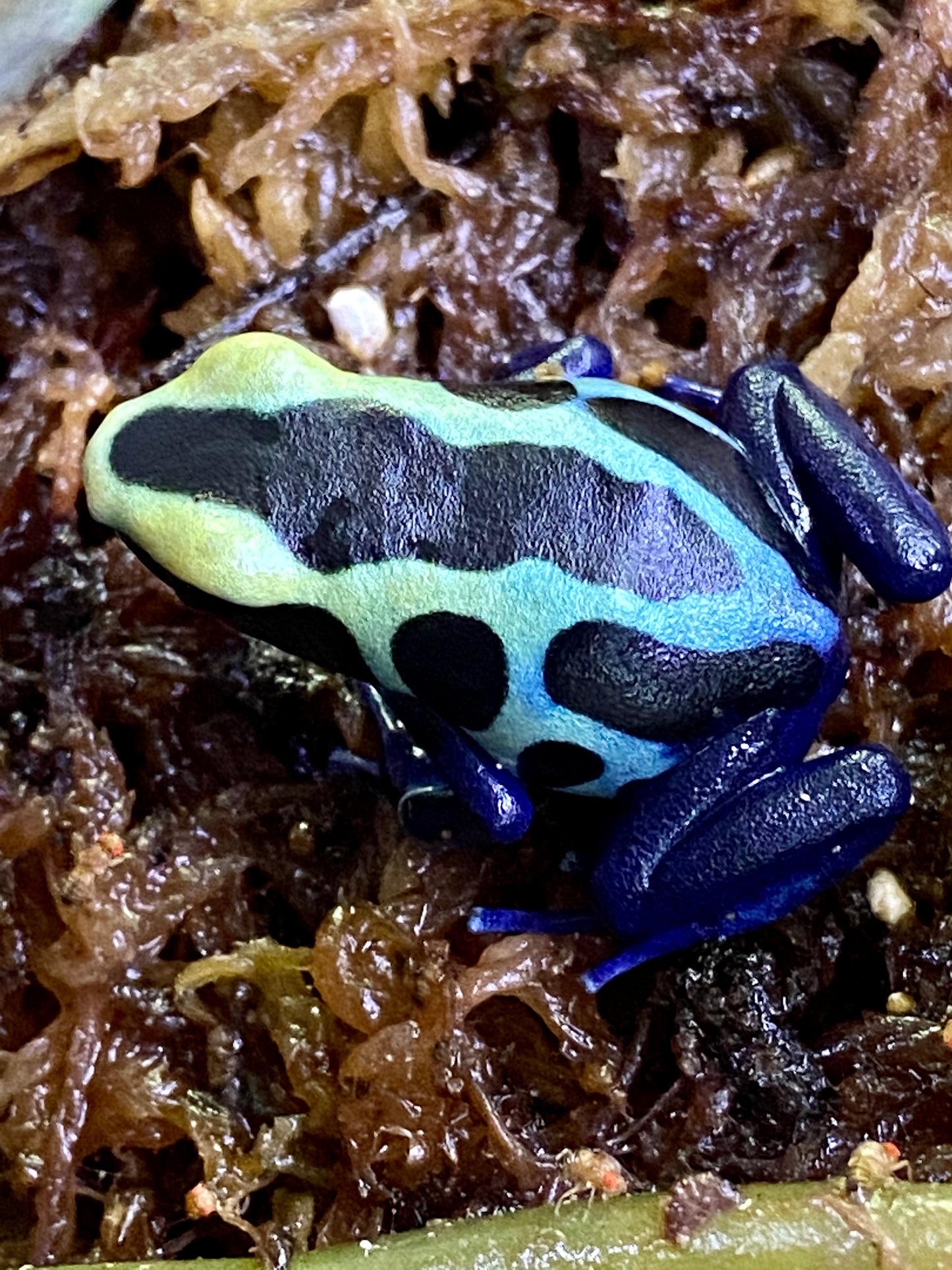 Dendrobates tinctorius “Robertus”